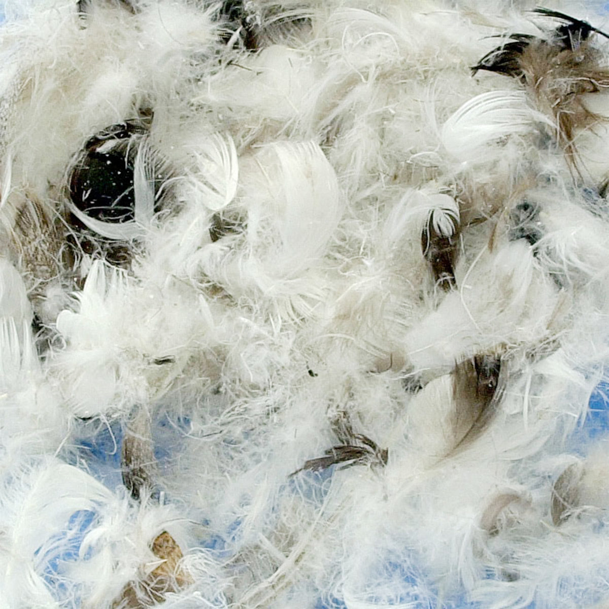 China Duck Delux Feathers  for Seat &amp; Back Cushions